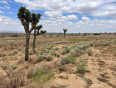  Land for Sale in Llano, California