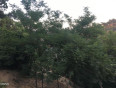  Land for Sale in Los Angeles, California