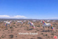 Land for Sale in California City, California