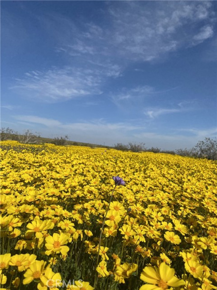  Land for Sale in Mojave, California