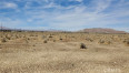  Land for Sale in Rosamond, California
