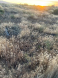  Land for Sale in Adelanto, California