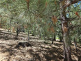  Land for Sale in Lake Arrowhead, California